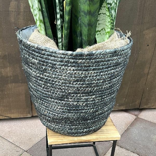 Amazon｜おしゃれ 観葉植物：サンスベリア ゼラニカ 鉢カバー